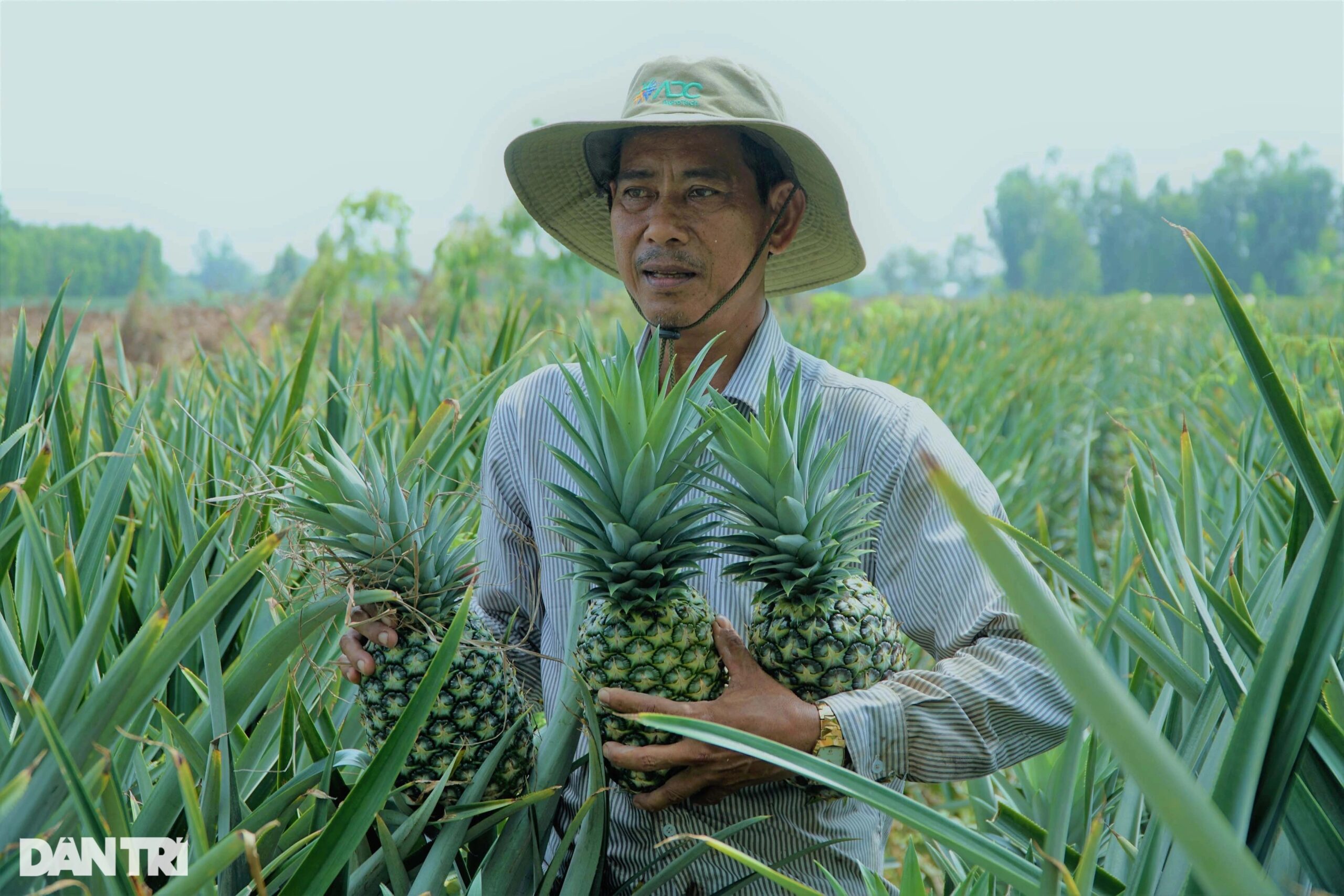 Khóm Cầu Đúc được mùa