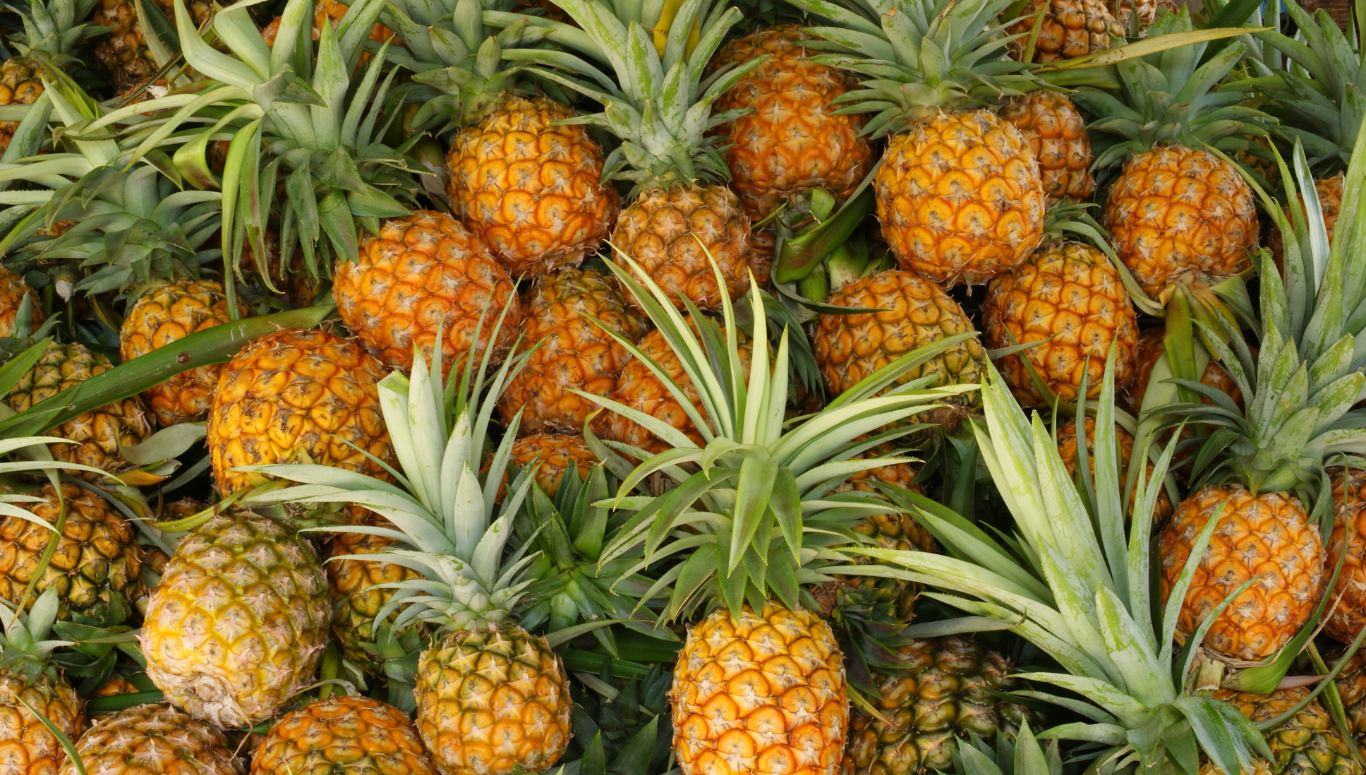 Trồng khóm Tắc Cậu theo quy trình VietGAP