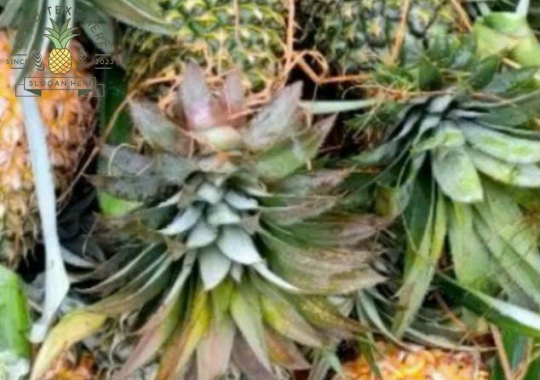 KHÓM TÂN PHƯỚC 04