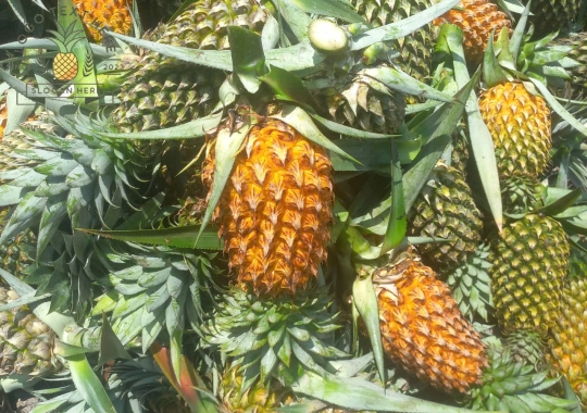 KHÓM TÂN PHƯỚC 03