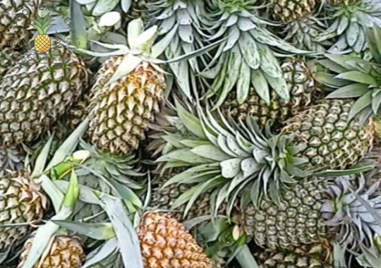 KHÓM TÂN PHƯỚC 05